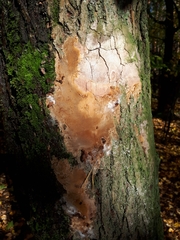 Fomitiporia punctata