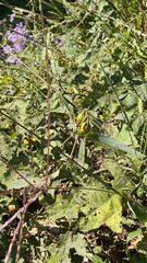 Leptostemonum