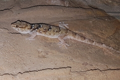 Chondrodactylus bibronii