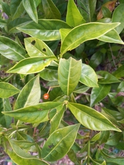 Psychotria