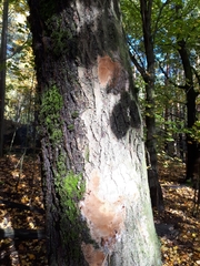 Fomitiporia punctata