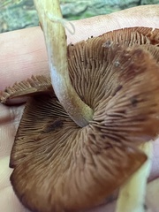 Psathyrella piluliformis