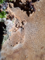 Fomitiporia punctata