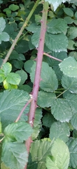 Rubus bifrons