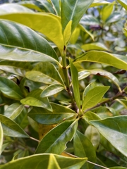 Psychotria