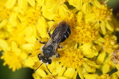 Andrena braccata