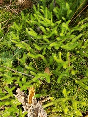 Lycopodium