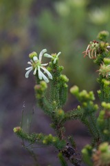 Erica sessiliflora