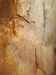 Fomitiporia punctata