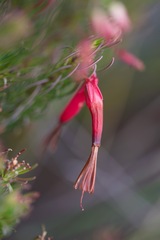 Erica plukenetii