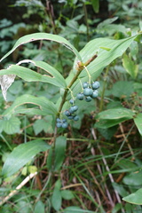 Polygonatum