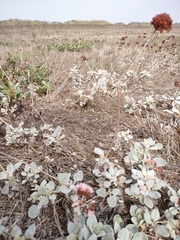 Eriogonum latifolium