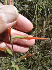 Castilleja minor stenantha