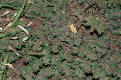 Euphorbia velleriflora