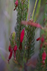 Erica plukenetii