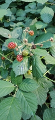 Rubus bifrons