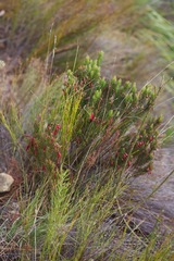 Erica plukenetii