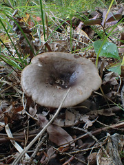 Lactarius mucidus