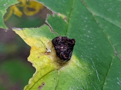 Hormaphis hamamelidis
