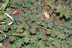 Euphorbia velleriflora