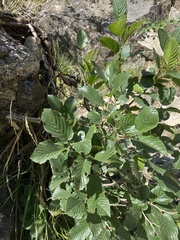 Rhamnus alpina