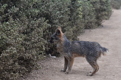 Urocyon cinereoargenteus townsendi