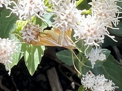 Antigastra catalaunalis