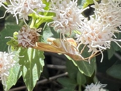 Antigastra catalaunalis