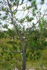 Pinus cembroides