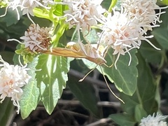 Antigastra catalaunalis