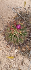 Ferocactus latispinus