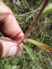 Castilleja minor stenantha
