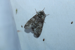 Macrurocampa marthesia