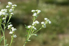 Parthenium bipinnatifidum