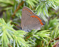 Satyrium titus