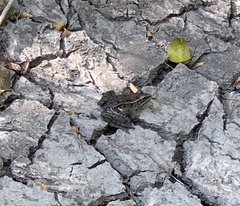 Lithobates sphenocephalus