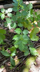 Campsis radicans