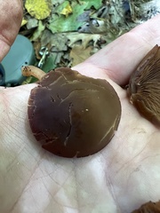 Psathyrella piluliformis