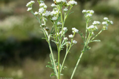 Parthenium bipinnatifidum
