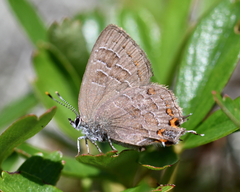 Satyrium liparops