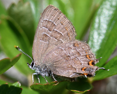 Satyrium liparops