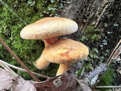 Hygrophoropsis