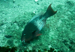 Scarus rubroviolaceus