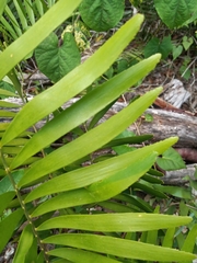Zamia pumila