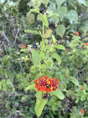 Lantana horrida