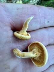 Hygrophoropsis
