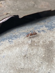 Camponotus