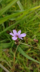 Sisyrinchium scabrum