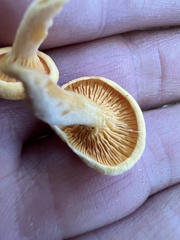 Hygrophoropsis