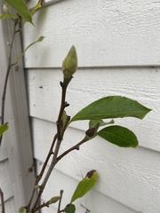 Magnolia liliiflora